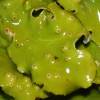 Lobaria virens
